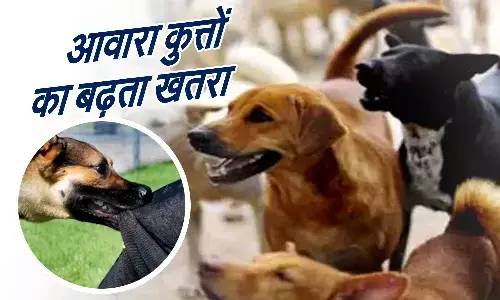 Stray dogs are causing terror in Ghaziabad