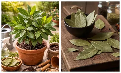 bay leaves plantation tejpatta