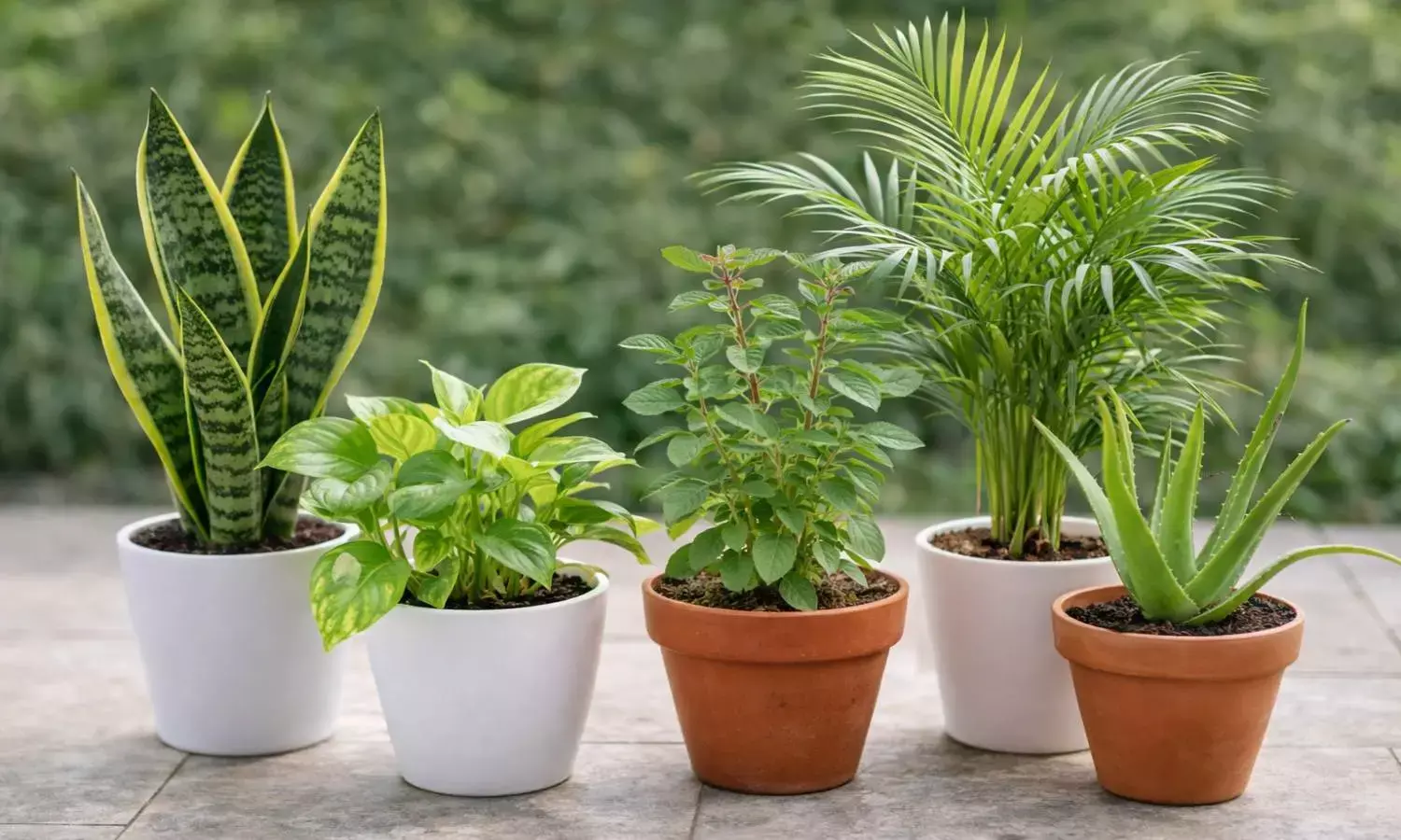 Plants to improve indoor air quality Plants to improve indoor air quality