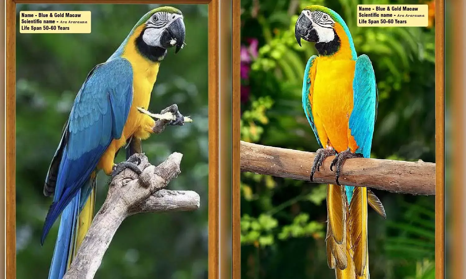 अफ्रीकन ग्रे पैरेट