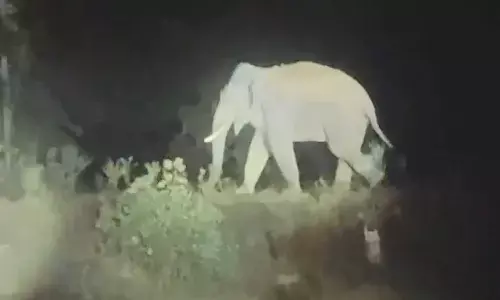 जशपुर में दांतेल हाथी का आतंक