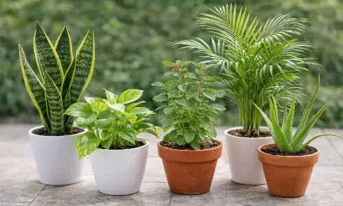 Plants to improve indoor air quality