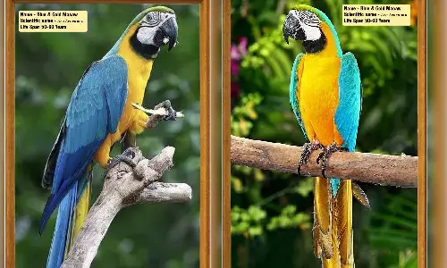 अफ्रीकन ग्रे पैरेट