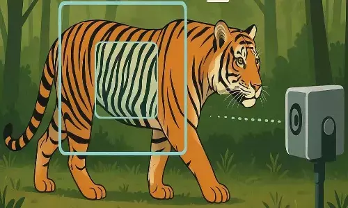 एआई से होगी बाघों की गणना और सुरक्षा : इंद्रावती टाइगर रिजर्व में तकनीक के जरिए होगी बाघों की पहचान, शिकारी भी पहचाने जाएंगे