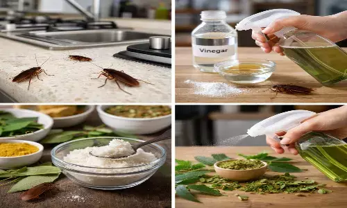 Home remedies to get rid of cockroaches