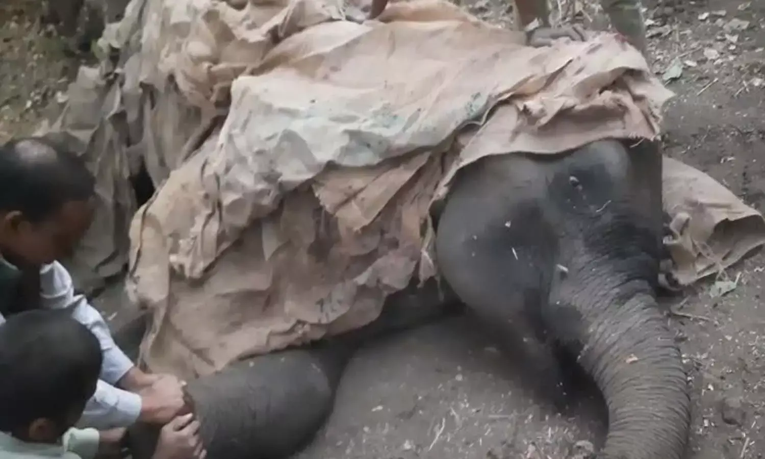 injured elephant death
