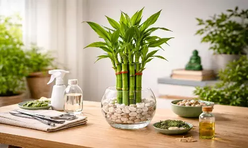 Lucky bamboo plantation tips Lucky bamboo plantation tips