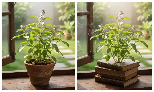 Winter care tips for holy basil plant