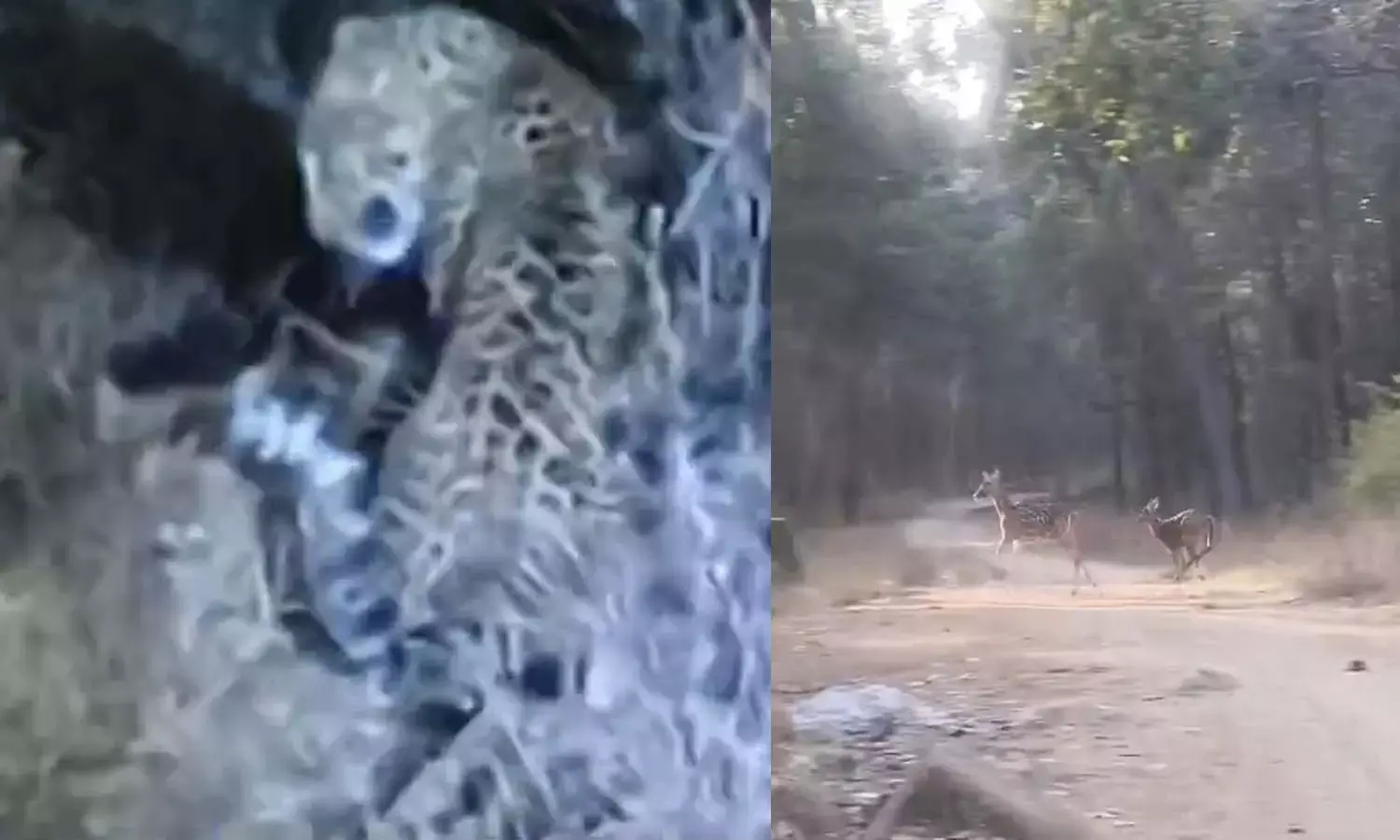 Sita River sanctuary