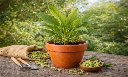 green cardamom plantation tips green cardamom plantation tips