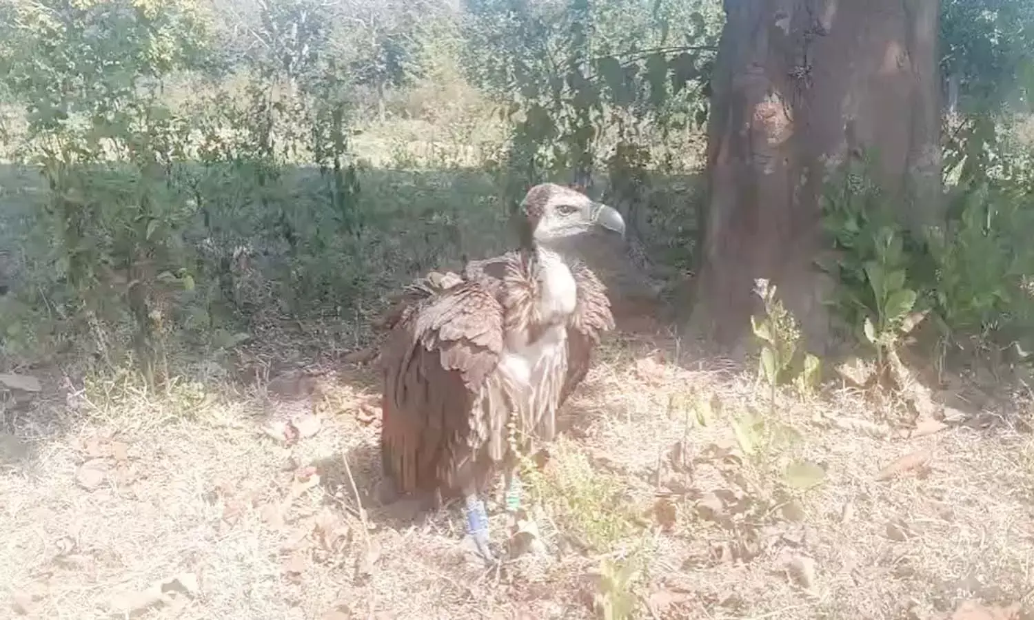 महाराष्ट्र के ताडोबा से 400 किलोमीटर की उड़कर पहुंचा, उपचार शुरू