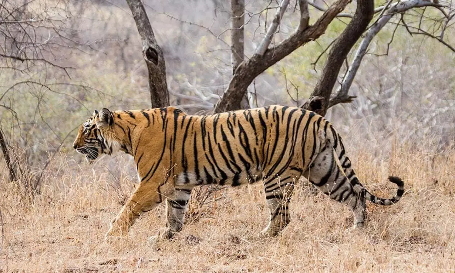 फिर दिखी दिखी बाघ की धमक : बकावंड क्षेत्र में मिले पगचिन्ह, ग्रामीणों से जंगल की ओर न जाने की अपील