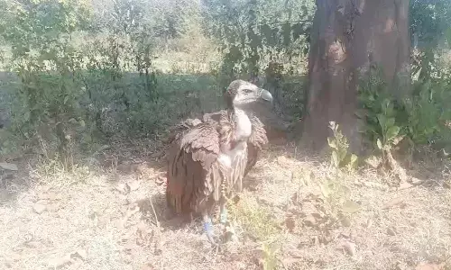 महाराष्ट्र के ताडोबा से 400 किलोमीटर की उड़कर पहुंचा, उपचार शुरू