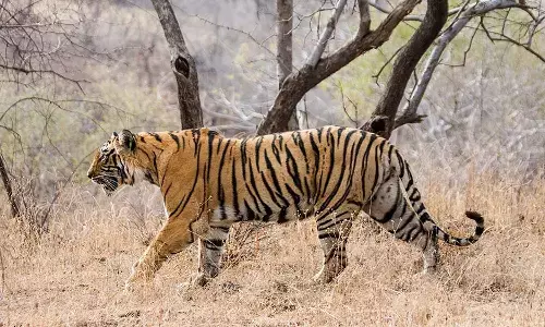 फिर दिखी दिखी बाघ की धमक : बकावंड क्षेत्र में मिले पगचिन्ह, ग्रामीणों से जंगल की ओर न जाने की अपील