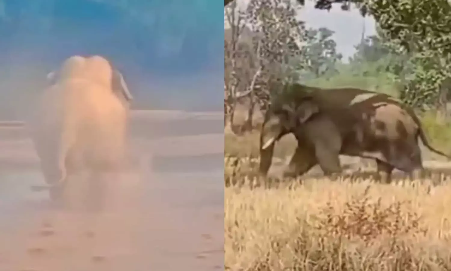 महान नदी में मस्ती और खेतों में बेखौफ कर रहे विचरण