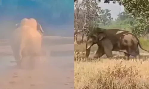 महान नदी में मस्ती और खेतों में बेखौफ कर रहे विचरण