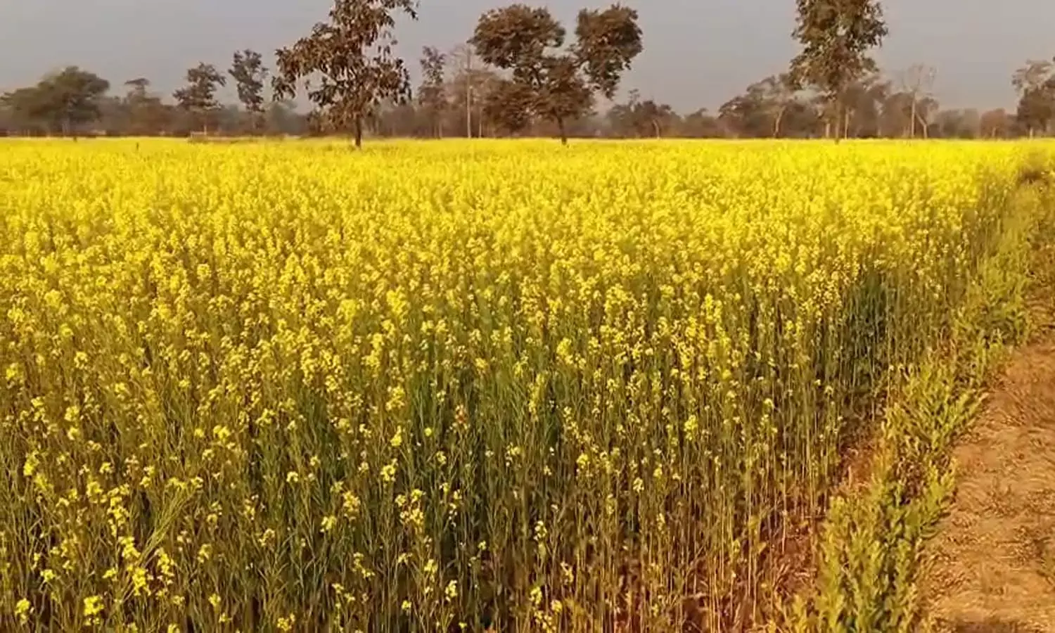 mustard agriculture farmers benefit mustard agriculture farmers benefit