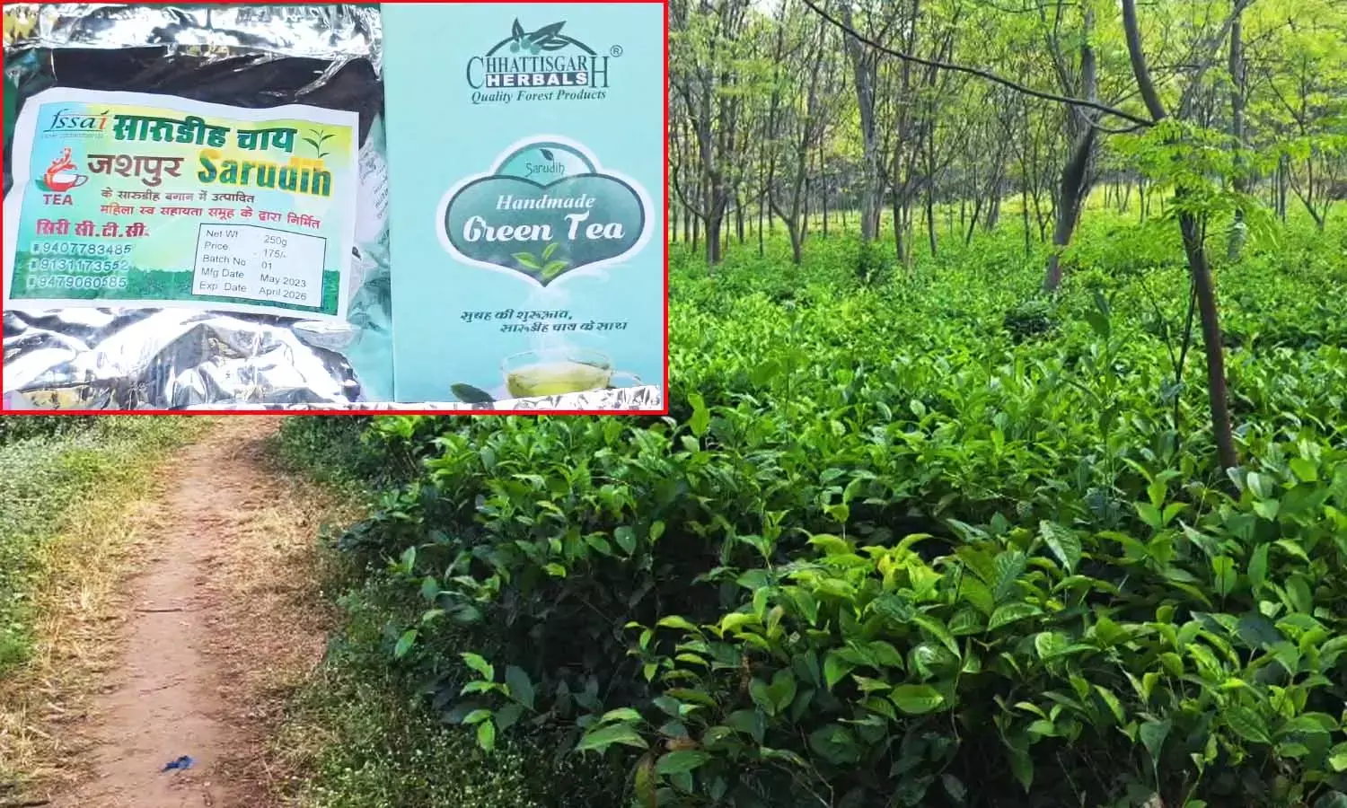 जशपुर में चल पड़ा टी टूरिज्म