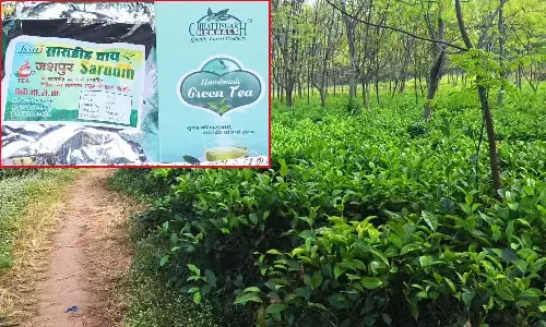 जशपुर में चल पड़ा टी टूरिज्म