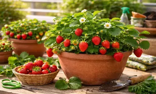 Strawberry Plantation