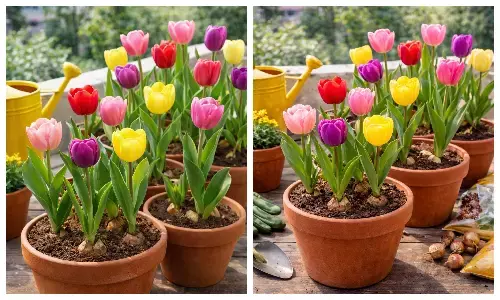 How to grow tulips in pots