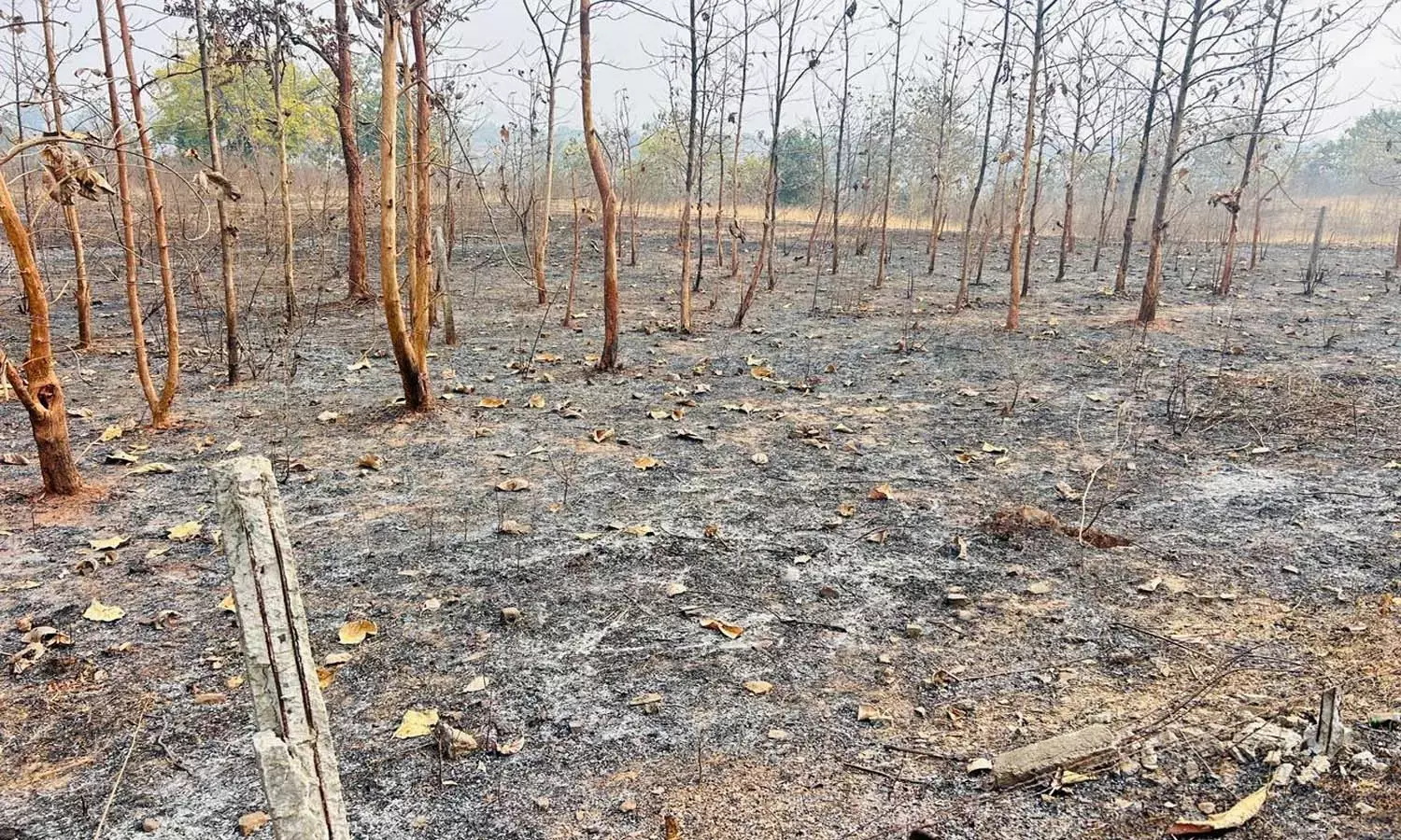 वन विभाग के कार्यालय से महज 100 मीटर दूर 24 घंटे तक धधकती रही आग, अफसरों को खबर तक नहीं