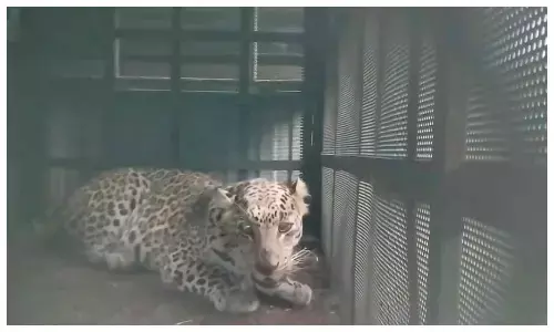 रिहायशी इलाके में तेंदुए की एंट्री से मची दहशत, वन विभाग ने किया सफल रेस्क्यू