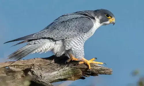 Fastest Bird Sighting Peregrine Falcon