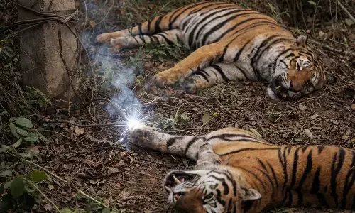 Shahdol Tiger Death
