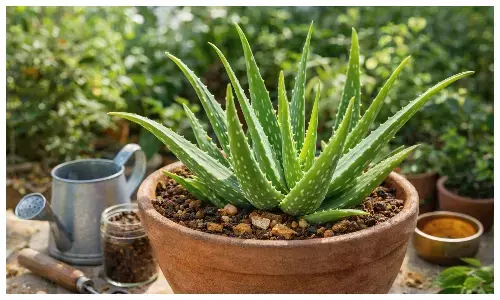 how to plant aloe vera at home