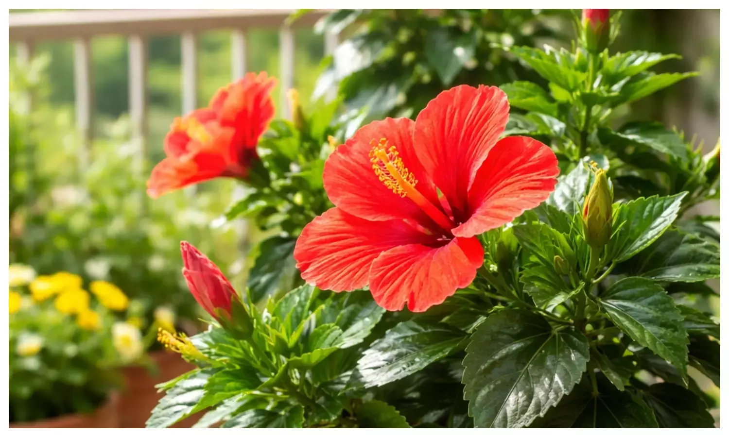hibiscus plant care tips