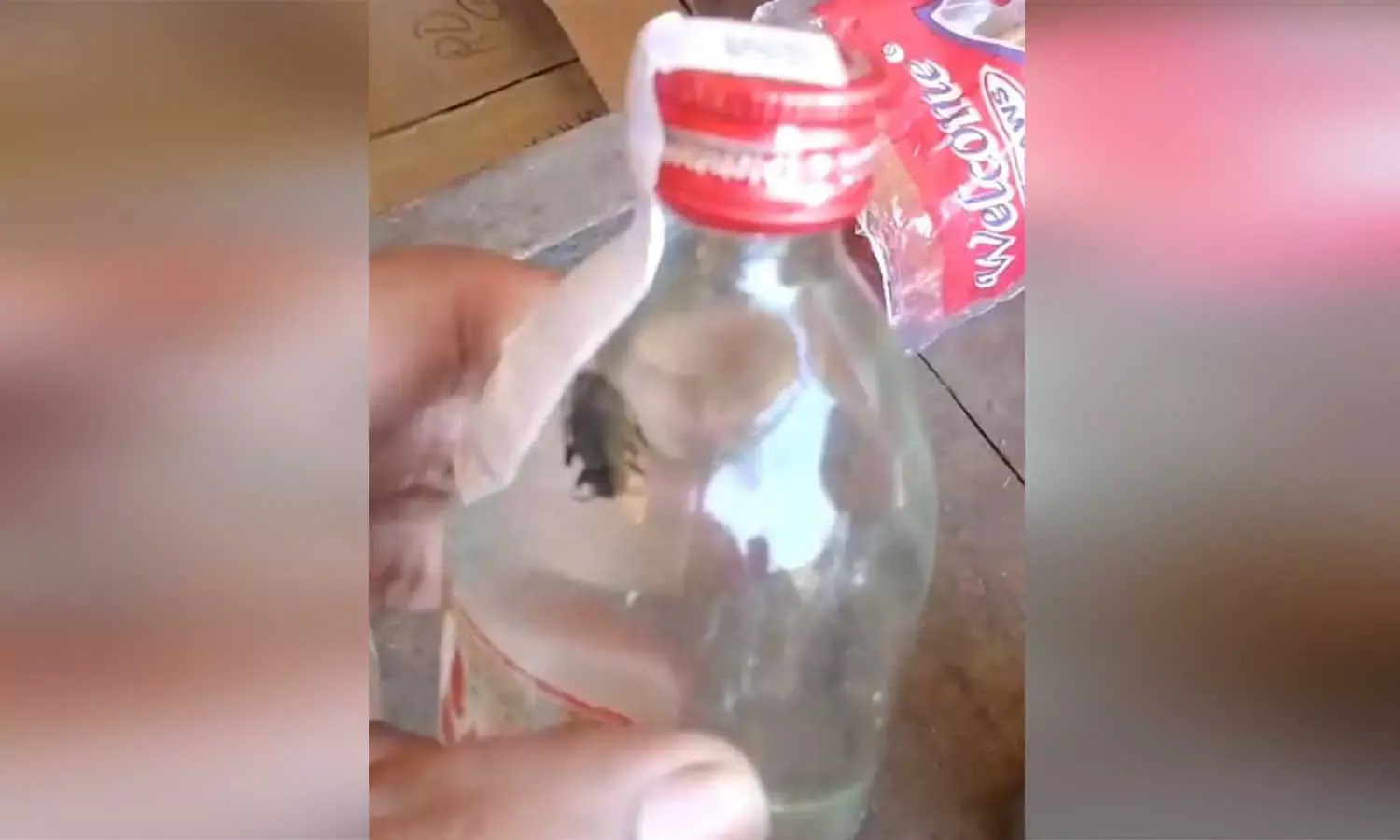 प्लेन के पौवे में निकला कीड़ा