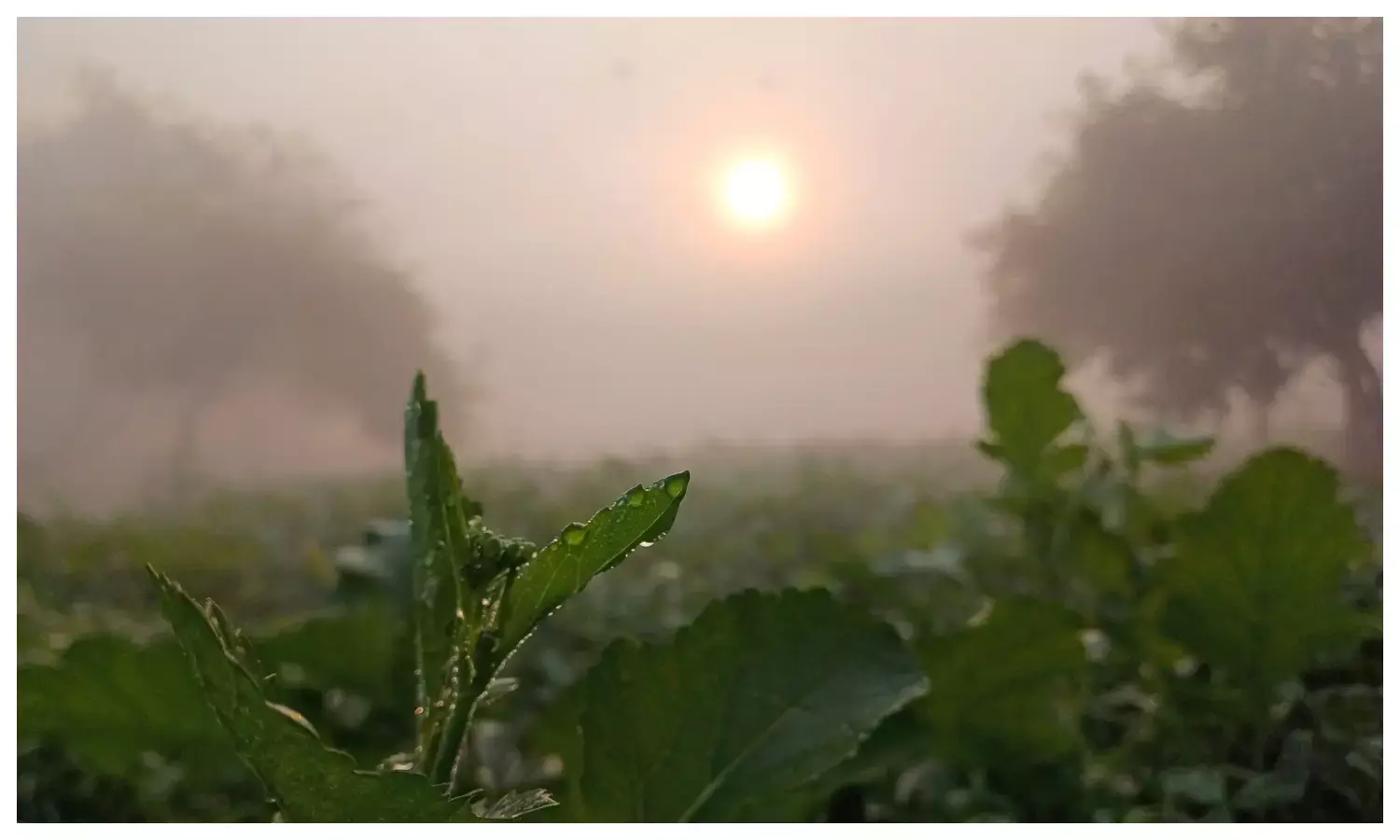राजस्थान में वेस्टर्न डिस्टर्बेंस का असर खत्म, धूप खिली; भरतपुर संभाग में कोहरे का अलर्ट