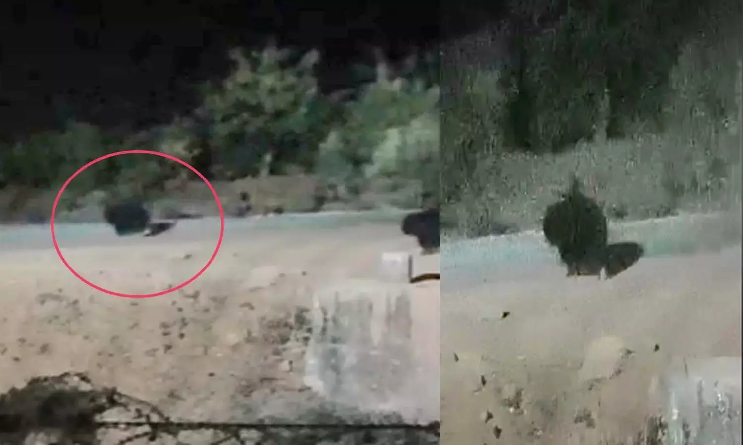 forest department alert