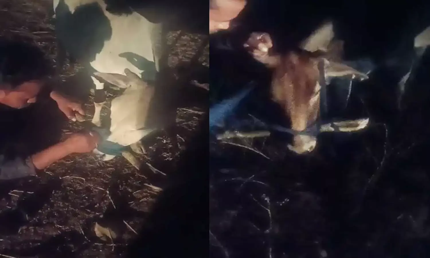 गौमाता के साथ क्रूरता