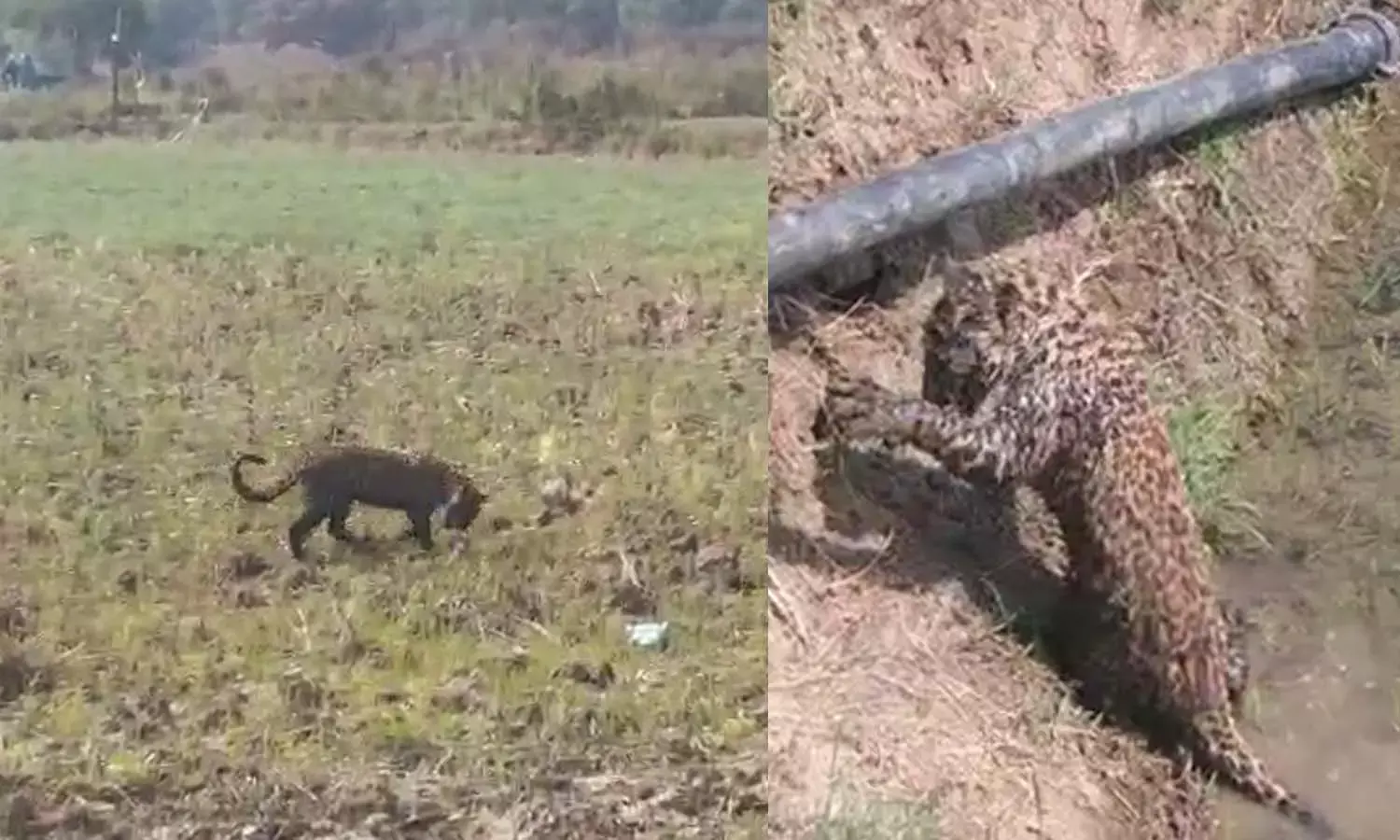 leopard cub rescued and sent Raipur Jungle Safari