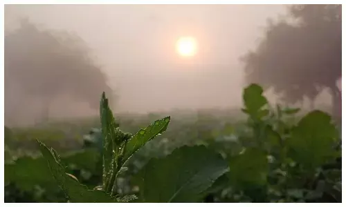 राजस्थान में वेस्टर्न डिस्टर्बेंस का असर खत्म, धूप खिली; भरतपुर संभाग में कोहरे का अलर्ट