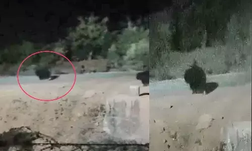 forest department alert