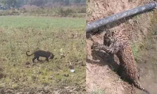 leopard cub rescued and sent Raipur Jungle Safari