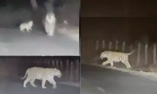 सीजी एमपी सीमा अमरकंटक मार्ग